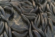 蛇鱼怎么养殖，每隔半个月换一次水