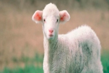 羔羊断尾时间，出生后1周左右适合断尾