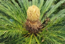 铁树会不会开花，需要养殖十五到二十年后才能开花