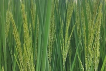 水稻幼穗分化时要注意哪些事项，做好光照、水分、温度等管理工作