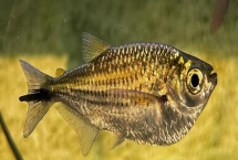 鱼是白天睡觉还是晚上睡觉，通常在晚上睡觉