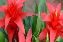 鸿运当头无根能不能活，没有根也是可以存活的