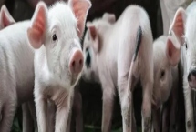 仔猪腹腔补液配方,根据实际情况加入强心剂