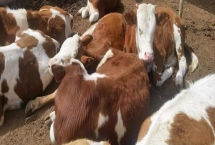 奶牛热应激症状，体温会明显升高