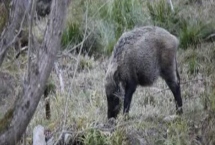 野猪在白天出来活动还是晚上，通常在清晨和傍晚最活跃