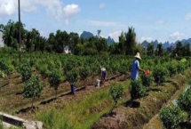 果树施肥技巧，应根据树龄施肥