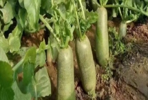 沙窝萝卜的产地，原产于天津辛口镇小沙窝村等周边村庄