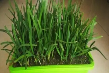 在家怎么种韭菜，需选择耐贫瘠的品种