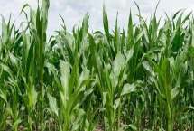 中邦6号玉米品种特性，中抗茎腐病（20.4%MR）