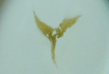 酸奶冷藏后表面为何会出现一层黄水，可能是乳清析出所导致