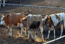 牛的体型和体重，与品种和性别有关