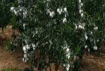 果树涂杆肥有效果吗，能起到增强树体营养、促进花芽分化等效果