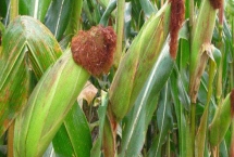 DF992玉米种子特征特性，适宜播期4月下旬至5月上旬