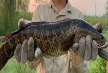 钓黑鱼的方法，可采用传统钓法和路亚钓法