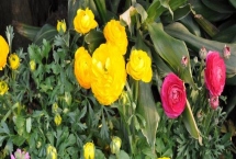 花毛茛怎么繁殖，可将块根放在湿沙中栽培