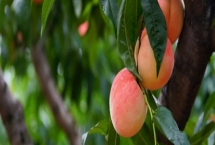 九月份还有桃子吗,9月份的桃子属于晚熟品种