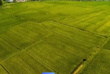 集体土地租赁的期限，集体土地租赁合同不可超过20年