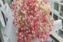 哪些花的花语象征想念，有满天星、水仙花等