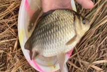 早春钓鲫鱼技巧，建议选择中午垂钓