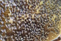 中蜂秋季管理的重点，重点工作是秋繁