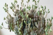 姬秋丽的种植方法，充足的光照会让叶片色彩更好看