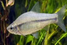 麦穗鱼简介,原产地主要是亚洲