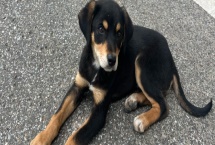 如何预防狗出现缺钙和关节炎疾病，平时要注意补充均衡的营养