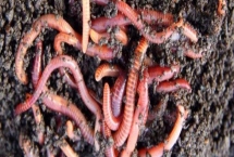 买回来的蚯蚓怎么长期养，需控制好湿度和酸碱度等