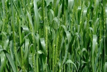 龙辐麦194小麦种子产量表现，出苗至成熟生育日数89天左右