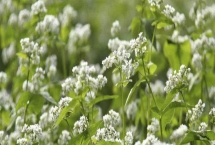 荞麦的产地，在我国主产于陕西、甘肃、山西等省份