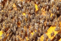 蜂群失王会怎样，失王情绪会马上出现