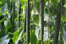 种植黄瓜的技术，发芽期间不宜浇水