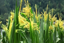JBB968玉米种子特征介绍，出苗至成熟131天
