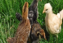 小鸡的饲养要点，要按照少量多餐的原则喂食