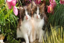 猫咪为什么会吐毛球，通过消化道难排出体外所以会吐出来