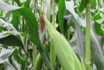 钰硕707玉米种子特征介绍，适宜在肥力中上等的地块种植