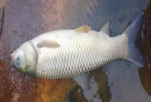 草鱼喜欢吃什么饵料，草香味、甜香味和薯香味的都喜欢