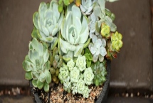 多肉植物用什么土，不同种类在土壤配制上不同