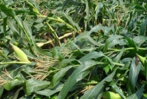 禾盛219玉米品种特性，中抗腐霉茎腐病