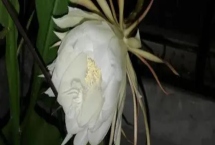 昙花什么时候开花，在每年的6-8月份开花