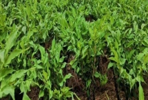 种植10亩魔芋的利润，大约为5-8万元左右