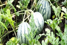 西瓜空心的原因及防治方法，可能是温度偏低或阴雨寡照等导致