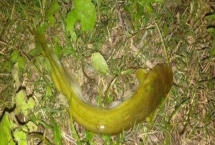 野钓鲶鱼技巧，夏季和初秋是最佳时间