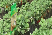 气肥的主要成分是什么，主要成分以二氧化碳为主