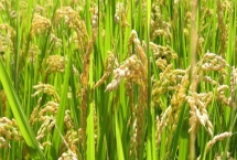 特优155水稻品种的特性,每亩秧田播种量25~30千克
