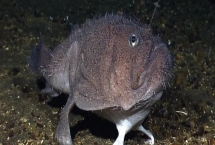 老头鱼是什么鱼，一般是指鮟鱇鱼