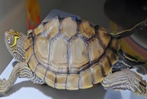 地图龟能不能用深水养，长大后再慢慢加深水位