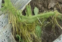 番茄长了不定根的原因，施肥不当或水分过量都会导致