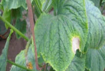 黄瓜灰霉病症状及危害，多从开败的雌花侵入