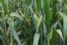 荣丰901玉米种子产量特性，适宜播种期6月上中旬